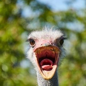 Meet your Posher, Chuong